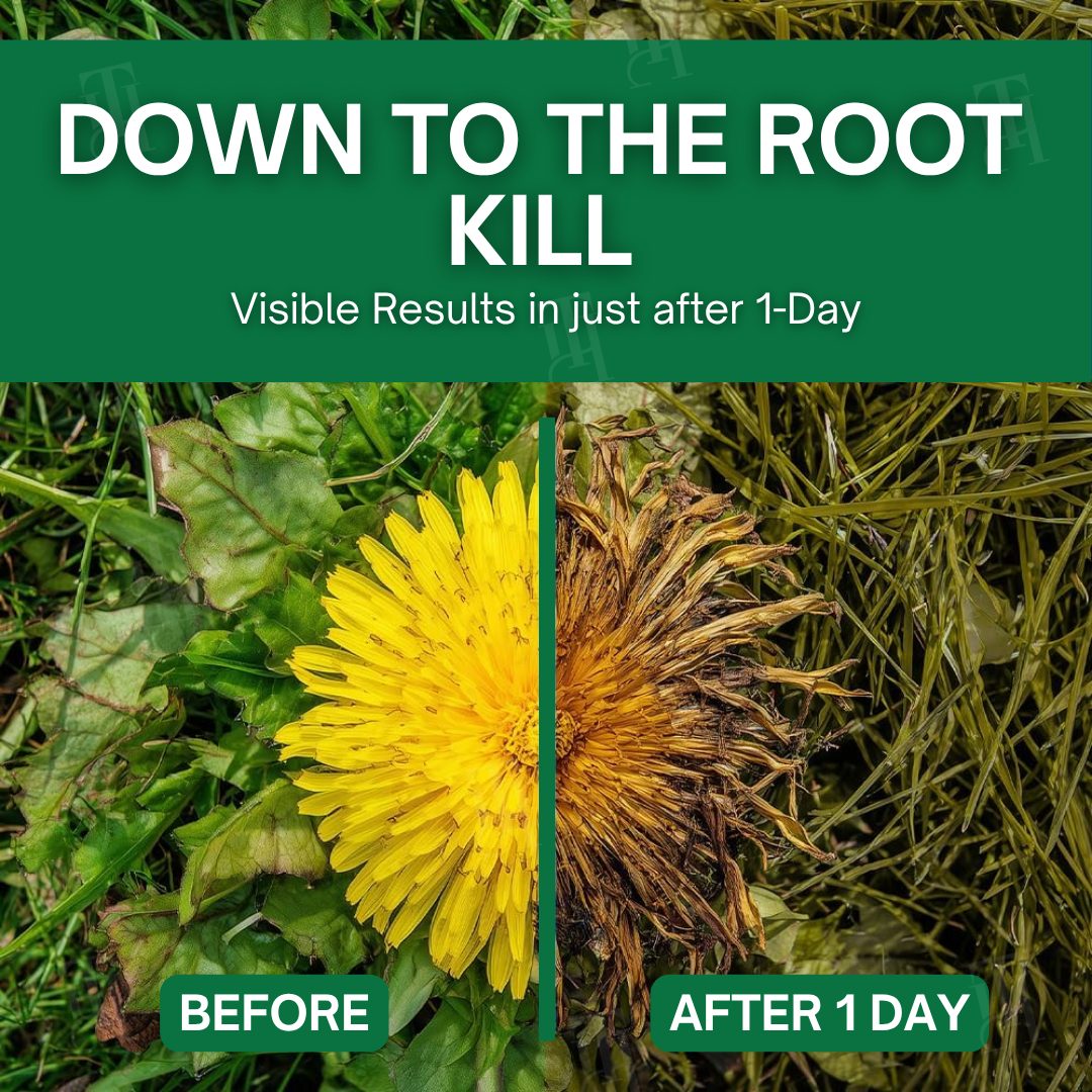 AEXZR® 3 in 1 Max Power Herbicide (𝟟𝟘% 𝕆𝔽𝔽 𝗘𝗡𝗗𝗦 𝗜𝗡 𝟭𝟬 𝗠𝗜𝗡𝗨𝗧𝗘𝗦)